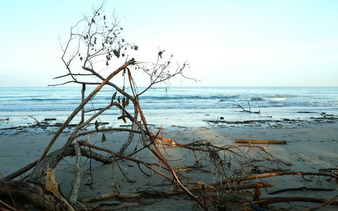 Bare driftwood branches lying on the sand of Jimbaran beach with the sea behind under a pale sky