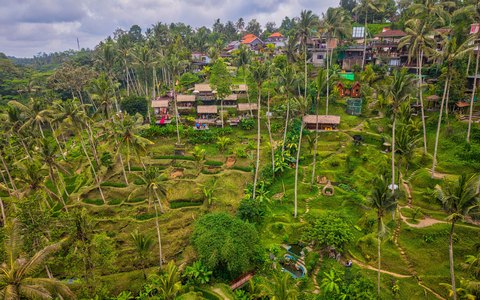 Aerial view of the green Tegallalang rice terraces and palm trees near Ubud
