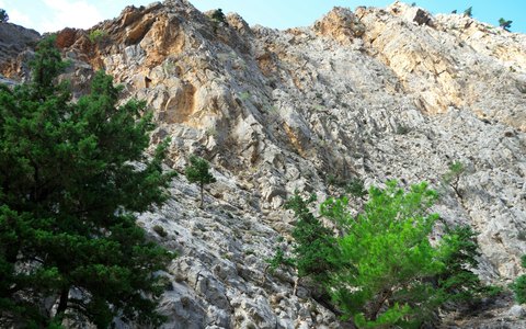A steep rock face with green trees growing from its ledges against a blue sky