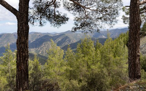 Pine trees framing a view of green forested mountain ridges under a blue sky