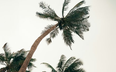 Tall coconut palms leaning against a pale cloudy sky