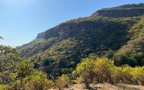 Green wooded mountain slopes above trees and dry grass at Mirbat, under a clear blue sky