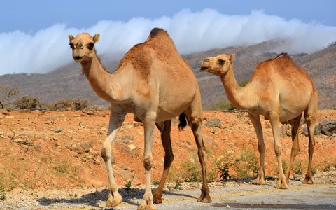 Two camels walking across dry red earth near Salalah, with hills and white clouds behind
