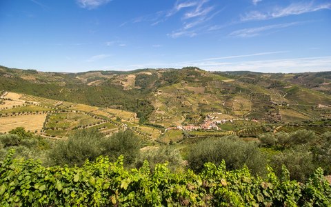 Terraced vineyards on steep hills above the Douro valley at Peso da Regua, under a bright blue sky