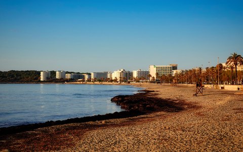 A curved sandy beach with seafront hotels and palm trees at Cala Millor in low evening sun