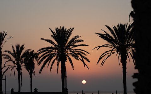 Palm trees silhouetted against an orange sunset sky over the sea at Playa de las Americas