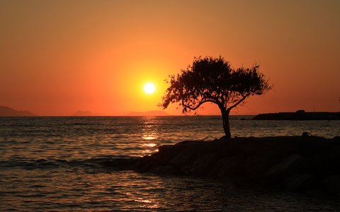 A lone tree silhouetted on a rocky point against an orange sunset over the sea at Turgutreis