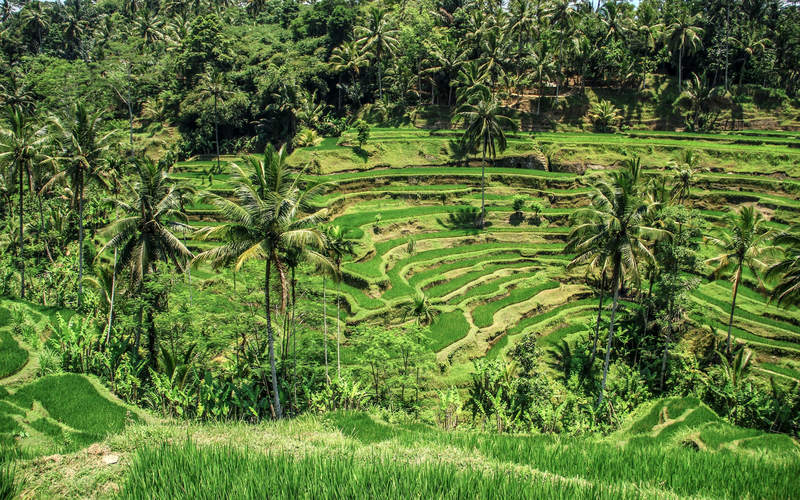 Geschwungene grüne Reisterrassen zwischen Kokospalmen auf Bali